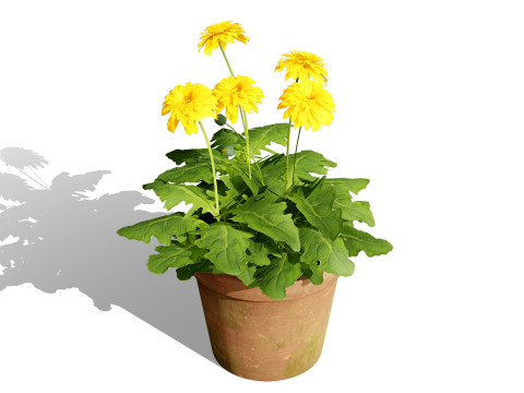 South African Glorious Patio Gerbera Modelo 3D