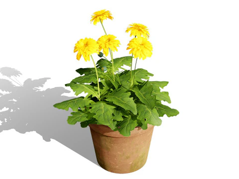 South African Glorious Patio Gerbera 3D Model
