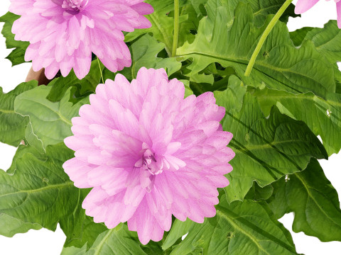 South African Glorious Patio Gerbera Modelo 3D