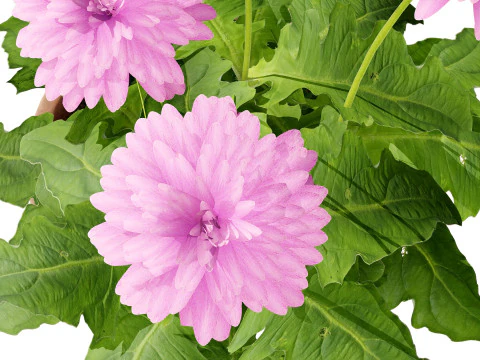 South African Glorious Patio Gerbera 3D Model