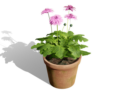 South African Glorious Patio Gerbera Modelo 3D