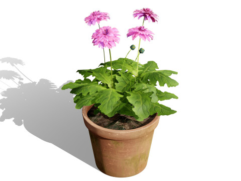 South African Glorious Patio Gerbera Modelo 3D