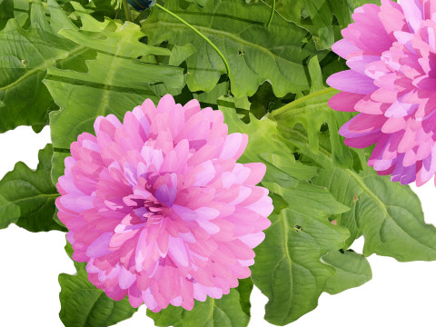 South African Glorious Patio Gerbera Modelo 3D