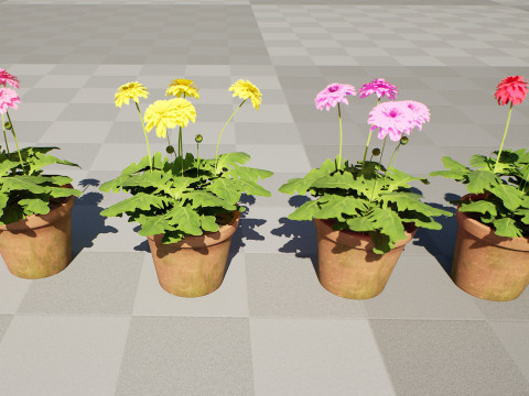South African Glorious Patio Gerbera Modelo 3D