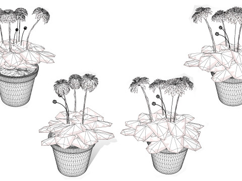 South African Glorious Patio Gerbera Modelo 3D