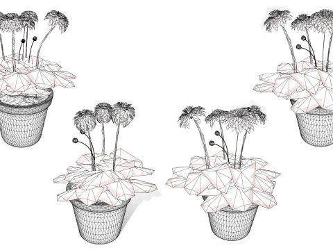 South African Glorious Patio Gerbera 3D Model
