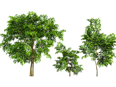 Flanders Giant Medlar Fruit Trees 3D मॉडल