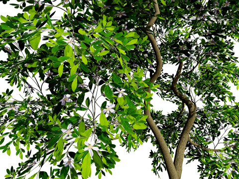 Flanders Giant Medlar Fruit Trees Modelo 3D