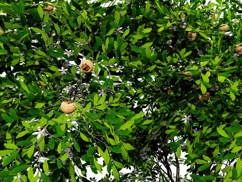 Flanders Giant Medlar Fruit Trees Modelo 3D