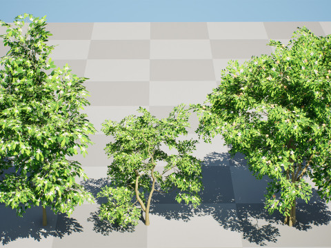 Flanders Giant Medlar Fruit Trees Modelo 3D