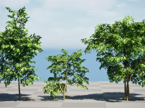 Flanders Giant Medlar Fruit Trees Modelo 3D