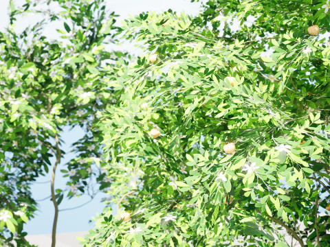 Flanders Giant Medlar Fruit Trees Modelo 3D