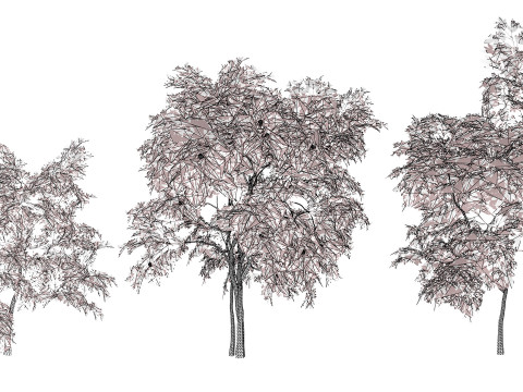 Flanders Giant Medlar Fruit Trees Modelo 3D