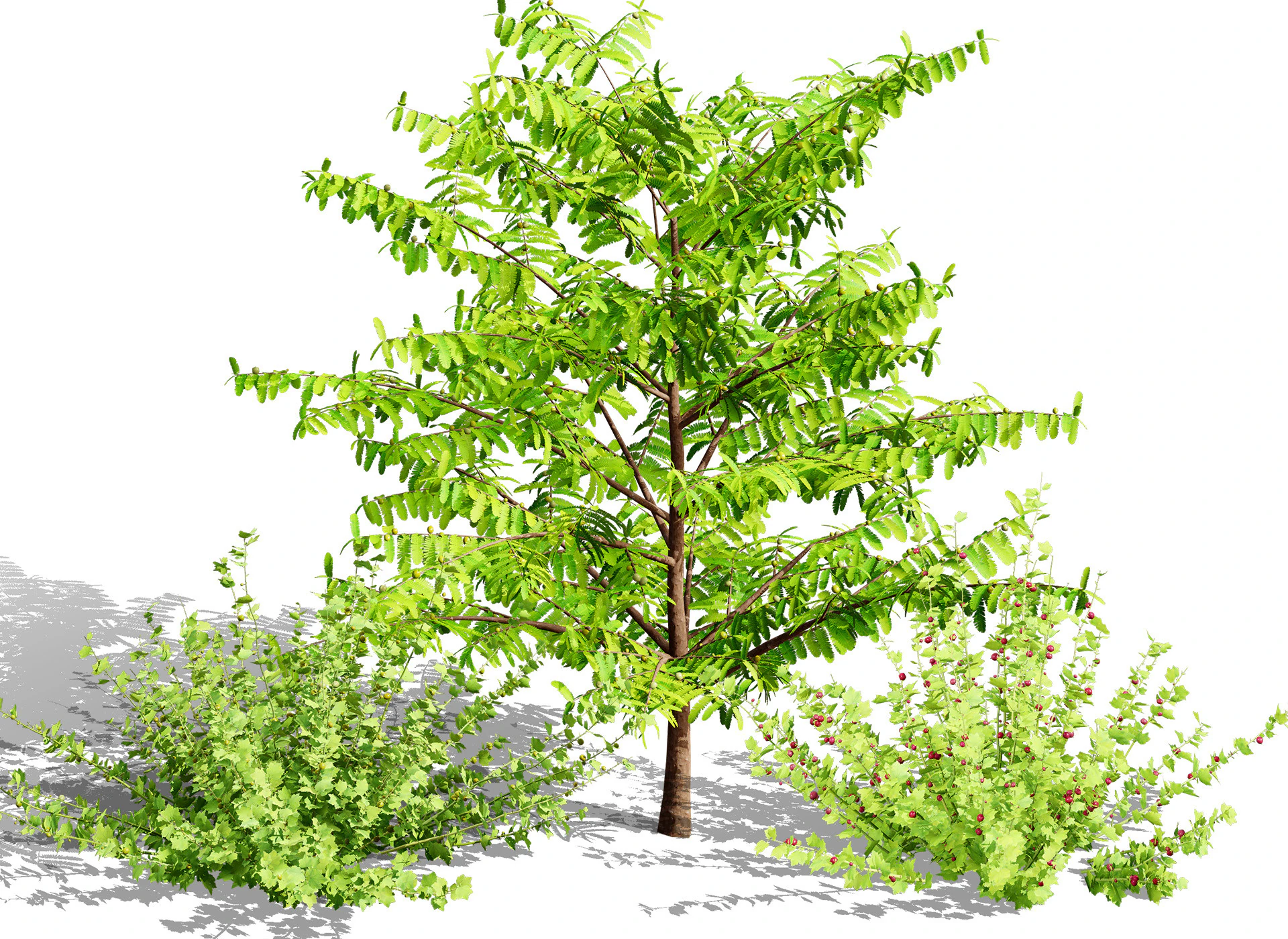 Flander Gooseberry Bush 3D Model .c4d .max .obj .3ds .fbx .stl .blend