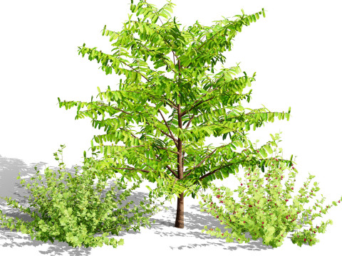 Flander Gooseberry Bush 3D मॉडल