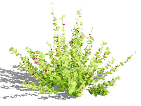 Flander Gooseberry Bush 3D Model