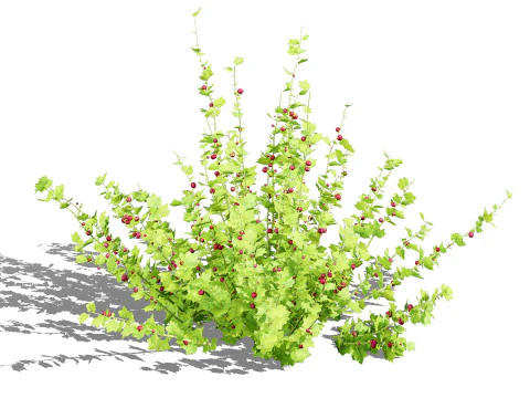 Flander Gooseberry Bush 3D Model