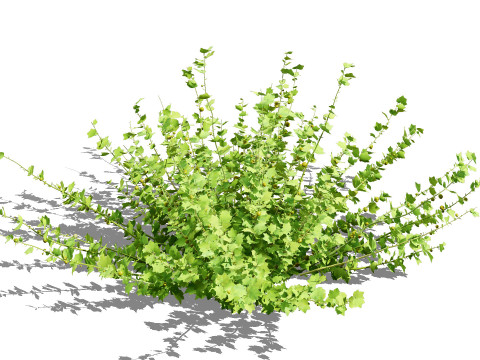 Flander Gooseberry Bush 3D Model