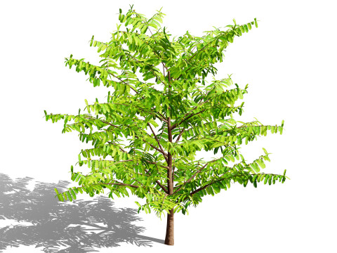 Flander Gooseberry Bush 3D Model