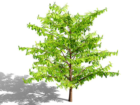 Flander Gooseberry Bush 3D Model