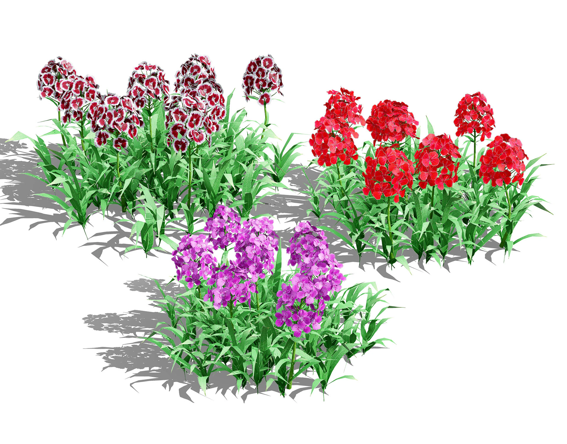 Flander Dianthus Barbatus 3D Model .c4d .max .obj .3ds .fbx .stl .blend 