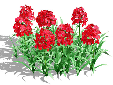 Flander Dianthus Barbatus 3D Model