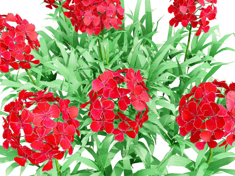 Flander Dianthus Barbatus 3D Model