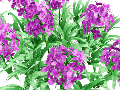 Flander Dianthus Barbatus 3D Model