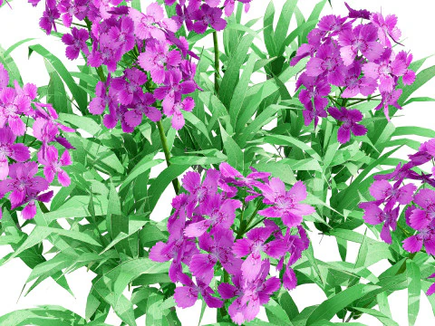 Flander Dianthus Barbatus 3D Model