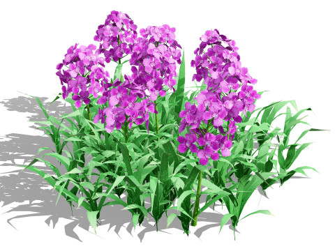 Flander Dianthus Barbatus 3D Model