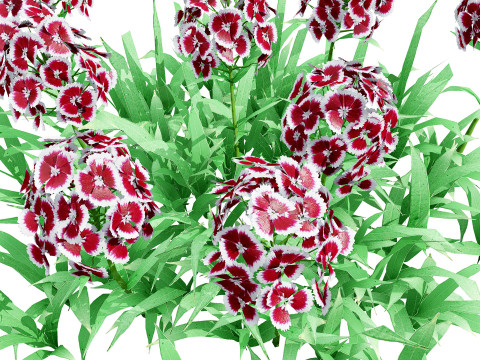 Flander Dianthus Barbatus 3D Model