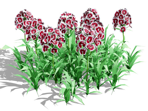 Flander Dianthus Barbatus 3D Model