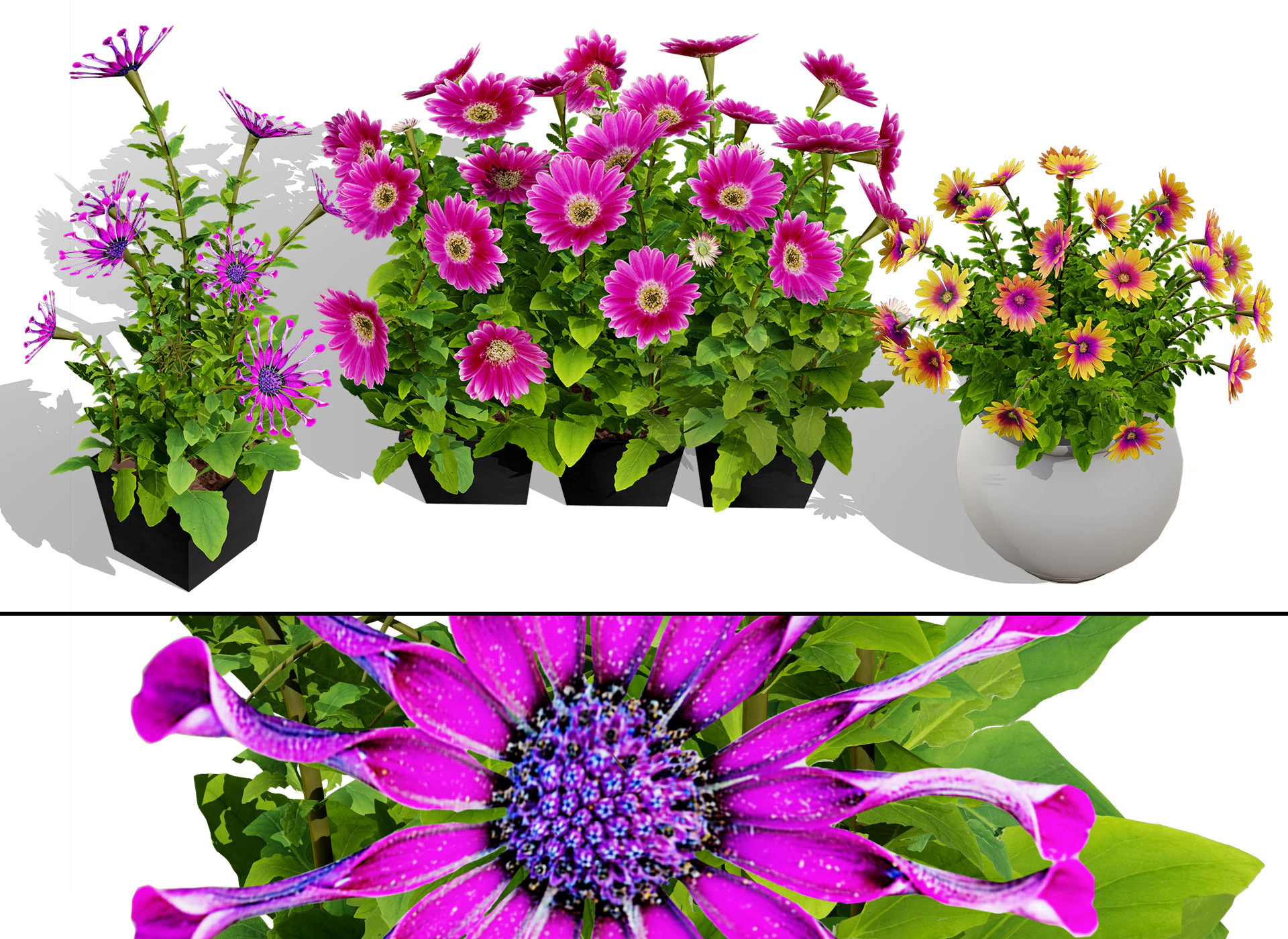South African Osteospermum Flowers 3D Model .c4d .max .obj .3ds .fbx .stl .blend 
