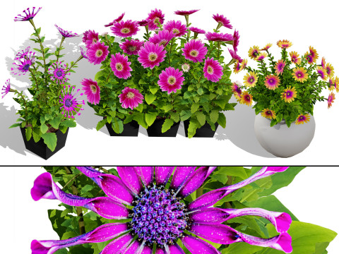 South African Osteospermum Flowers 3D मॉडल
