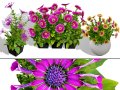 South African Osteospermum Flowers 3D मॉडल