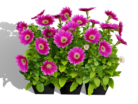 South African Osteospermum Flowers 3D 모델