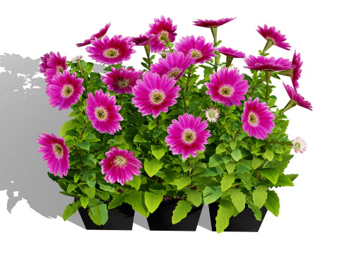 South African Osteospermum Flowers 3D Model
