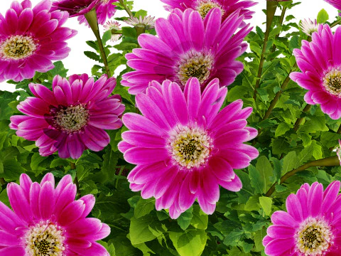 South African Osteospermum Flowers 3D Model