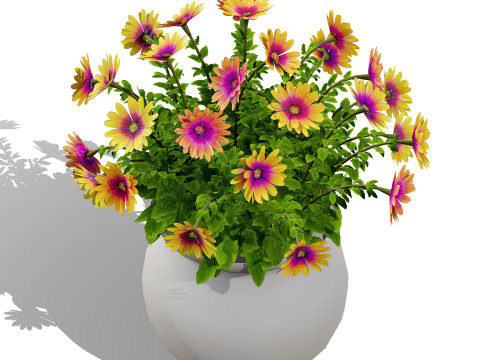 South African Osteospermum Flowers 3D 모델