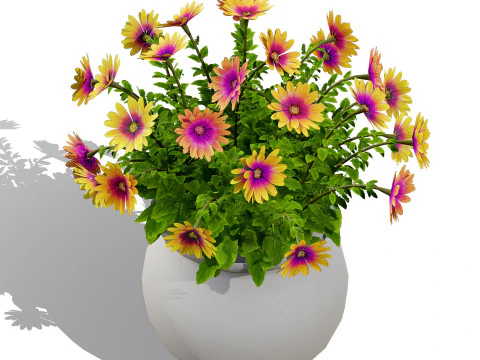 South African Osteospermum Flowers 3D Model