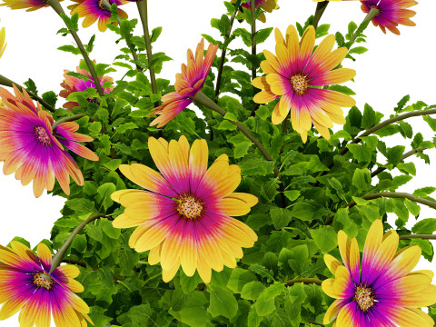 South African Osteospermum Flowers 3D 모델
