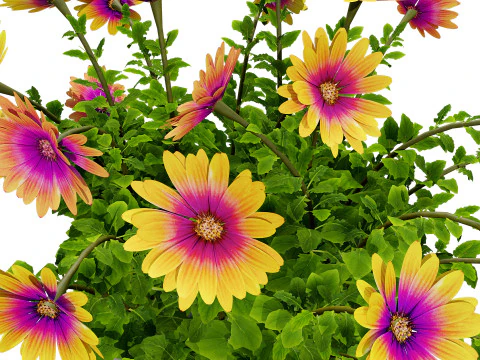 South African Osteospermum Flowers 3D Model