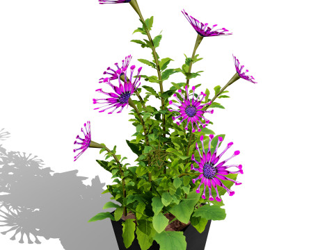 South African Osteospermum Flowers 3D 모델