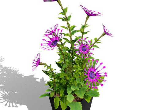 South African Osteospermum Flowers 3D Model