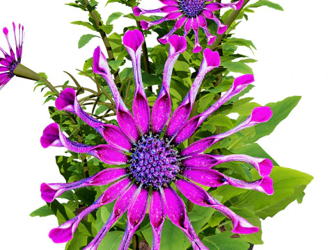 South African Osteospermum Flowers 3D Model