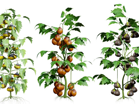 Flemish Plants Trees 3D Pack 3D मॉडल