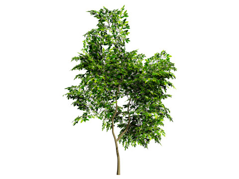 Flemish Plants Trees 3D Pack 3D मॉडल
