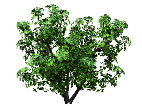 Flemish Plants Trees 3D Pack 3D मॉडल