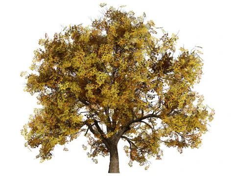 Flemish Plants Trees 3D Pack 3D Model