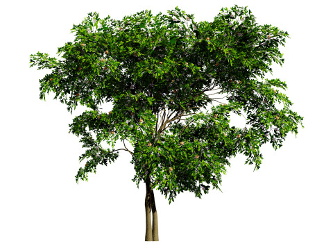 Flemish Plants Trees 3D Pack 3D मॉडल